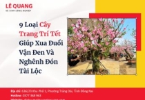 9 Loại Cây Trang Trí Tết Giúp Xua Đuổi Vận Đen Và Nghênh Đón Tài Lộc