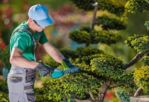 Bảo dưỡng cây xanh tại Biên Hòa – Dịch vụ chuyên nghiệp, uy tín, đúng quy trình