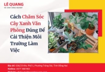 Cách Chăm Sóc Cây Xanh Văn Phòng Đúng Để Cải Thiện Môi Trường Làm Việc