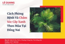 Cách Phòng Bệnh Và Chăm Sóc Cây Xanh Theo Mùa Tại Đồng Nai