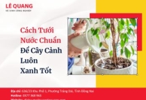 Cách Tưới Nước Chuẩn Để Cây Cảnh Luôn Xanh Tốt