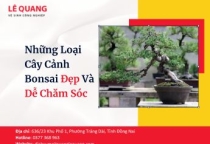Những Loại Cây Cảnh Bonsai Đẹp Và Dễ Chăm Sóc 