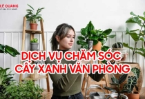 Chăm sóc cây xanh văn phòng – Giải pháp hiệu quả giúp cải thiện môi trường làm việc
