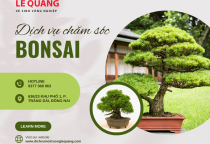 Dịch vụ chăm sóc bonsai tại Đồng Nai: Bí quyết chăm sóc và bảo dưỡng cây bonsai