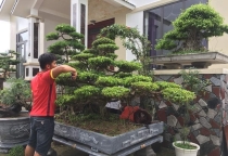 Dịch vụ chăm sóc cây cảnh bonsai tại Nhơn Trạch – Tỉa đẹp, giữ dáng chuẩn