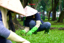 Tổng quan dịch vụ chăm sóc cây xanh tại Đồng Nai – Những lợi ích không thể bỏ qua