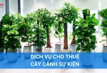 Dịch vụ cho thuê cây xanh sự kiện: Giải pháp tiện lợi cho các công ty tại Đồng Nai