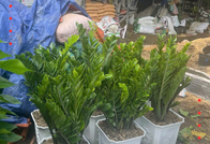 Dự án cho thuê cây xanh văn phòng ngân hàng PVcomBank  ở Biên Hoà