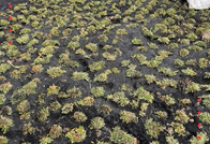 Thi công trồng cỏ Công ty VINA BUHMWOO - KCN Nhơn Trạch 2