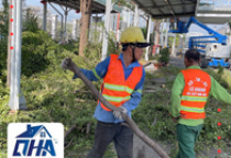 Dự án cắt tỉa cây tại Công ty Shell - KCN Gò Dầu