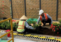 Dự án trồng cây xanh Công ty Blucope - KCN Biên Hoà 2