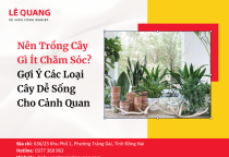 Nên Trồng Cây Gì Ít Chăm Sóc? Gợi Ý Các Loại Cây Dễ Sống Cho Cảnh Quan