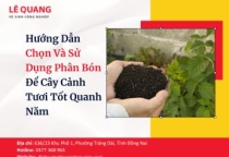 Hướng Dẫn Chọn Và Sử Dụng Phân Bón Để Cây Cảnh Tươi Tốt Quanh Năm