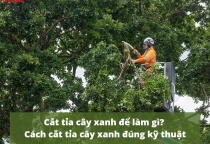 Kỹ thuật cắt tỉa cây xanh đúng chuẩn cho công trình tại Đồng Nai