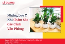 Những Lưu Ý Khi Chăm Sóc Cây Cảnh Văn Phòng 