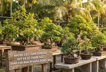 Những cây cảnh bonsai đẹp và dễ chăm sóc dành cho khách hàng Đồng Nai