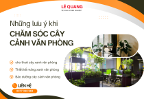Những lưu ý khi chăm sóc cây cảnh văn phòng giúp tăng sức khỏe và năng suất làm việc Những lưu ý khi chăm sóc cây cảnh văn phòng giúp tăng sức khỏe và năng suất làm việc