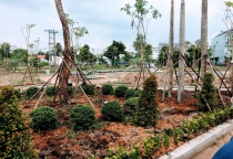 Thi công cây xanh đô thị Trảng Bom – Bền đẹp, dễ bảo trì