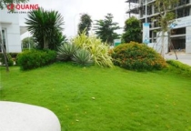 Dịch vụ thi công cây xanh Nhơn Trạch – Giải pháp xanh cho không gian sống