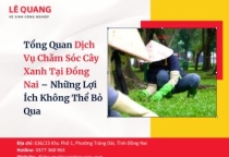Tổng Quan Dịch Vụ Chăm Sóc Cây Xanh Tại Đồng Nai – Những Lợi Ích Không Thể Bỏ Qua