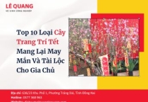 Top 10 Loại Cây Trang Trí Tết Mang Lại May Mắn Và Tài Lộc Cho Gia Chủ