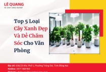 Top 5 Loại Cây Xanh Đẹp Và Dễ Chăm Sóc Cho Văn Phòng