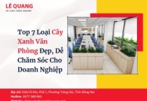 Top 7 Loại Cây Xanh Văn Phòng Đẹp, Dễ Chăm Sóc Cho Doanh Nghiệp
