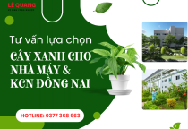 Tư vấn lựa chọn cây xanh phù hợp với không gian nhà máy và khu công nghiệp Đồng Nai Tư vấn lựa chọn cây xanh phù hợp với không gian nhà máy và khu công nghiệp Đồng Nai
