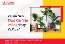 Vì Sao Nên Thuê Cây Văn Phòng Thay Vì Mua? 