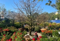 Chăm sóc cây cảnh bonsai ở Đồng Nai 