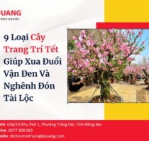9 Loại Cây Trang Trí Tết Giúp Xua Đuổi Vận Đen Và Nghênh Đón Tài Lộc