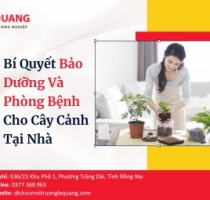 Bí Quyết Bảo Dưỡng Và Phòng Bệnh Cho Cây Cảnh Tại Nhà 