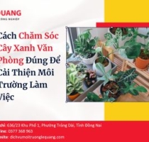 Cách Chăm Sóc Cây Xanh Văn Phòng Đúng Để Cải Thiện Môi Trường Làm Việc
