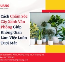Cách Chăm Sóc Cây Xanh Văn Phòng Giúp Không Gian Làm Việc Luôn Tươi Mát