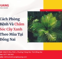 Cách Phòng Bệnh Và Chăm Sóc Cây Xanh Theo Mùa Tại Đồng Nai