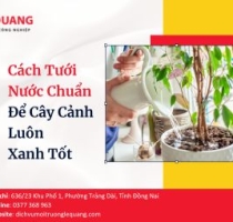 Cách Tưới Nước Chuẩn Để Cây Cảnh Luôn Xanh Tốt
