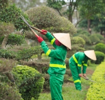 Cắt Tỉa Cây Xanh Đô Thị – Dịch Vụ Chuyên Nghiệp, Đảm Bảo An Toàn Tại Các Khu Dân Cư