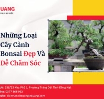 Những Loại Cây Cảnh Bonsai Đẹp Và Dễ Chăm Sóc 