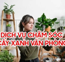 Chăm sóc cây xanh văn phòng – Giải pháp hiệu quả giúp cải thiện môi trường làm việc