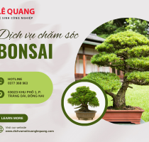 Dịch vụ chăm sóc bonsai tại Đồng Nai: Bí quyết chăm sóc và bảo dưỡng cây bonsai