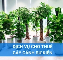 Dịch vụ cho thuê cây xanh sự kiện: Giải pháp tiện lợi cho các công ty tại Đồng Nai