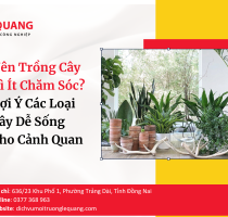 Các Loại Cây Xanh Phổ Biến Trong Cảnh Quan Và Đô Thị Hiện Nay