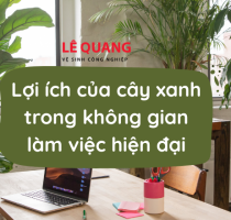 Lợi ích của cây xanh trong không gian làm việc hiện đại