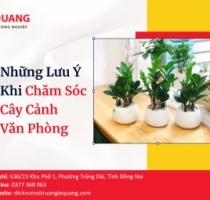 Những Lưu Ý Khi Chăm Sóc Cây Cảnh Văn Phòng 
