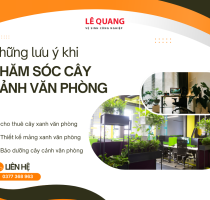 Những lưu ý khi chăm sóc cây cảnh văn phòng giúp tăng sức khỏe và năng suất làm việc
