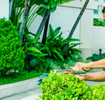 Những rủi ro khi không cắt tỉa cây xanh định kỳ