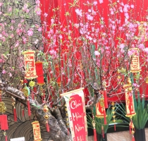 Top 10 Loại Cây Trang Trí Tết Mang Lại May Mắn Và Tài Lộc Cho Gia Chủ