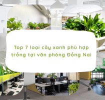Top 7 Loại Cây Xanh Văn Phòng Đẹp, Dễ Chăm Sóc Cho Doanh Nghiệp