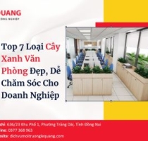 Top 7 Loại Cây Xanh Văn Phòng Đẹp, Dễ Chăm Sóc Cho Doanh Nghiệp