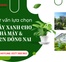 Tư vấn lựa chọn cây xanh phù hợp với không gian nhà máy và khu công nghiệp Đồng Nai